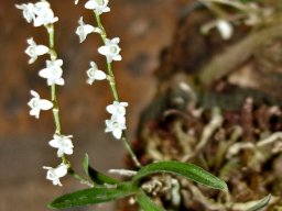 Angraecum pusillum