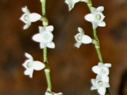 Angraecum pusillum flowers
