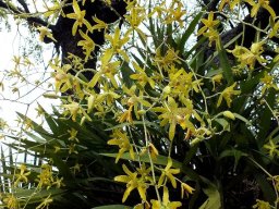 Ansellia africana flowers in profusion