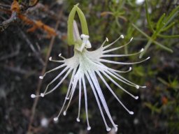 Bartholina etheliae flower near Barrydale