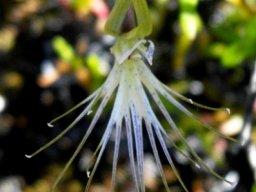 Bartholina etheliae