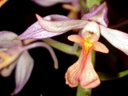 Calanthe sylvatica colours