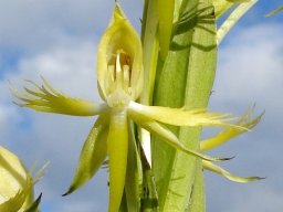Centrostigma occultans flower