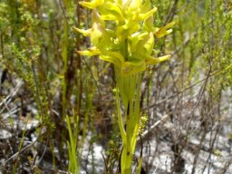 Ceratandra atrata