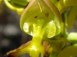 Ceratandra atrata flower