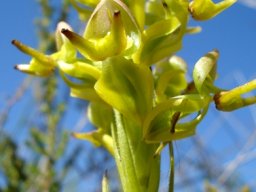 Ceratandra atrata short spike
