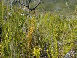 Ceratandra atrata in its after fire habitat