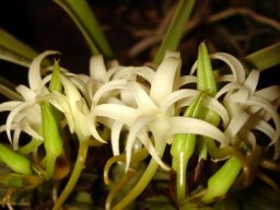 Cyrtorchis arcuata leaves