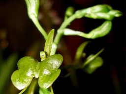 Liparis bowkeri