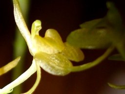 Liparis remota flower