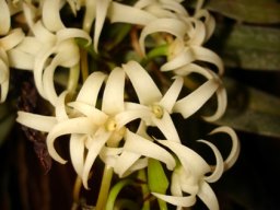 Mystacidium capense