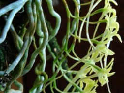 Mystacidium gracile