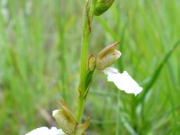 Neobolusia tysonii inflorescence