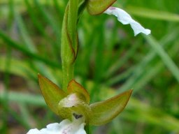 Neobolusia tysonii flower