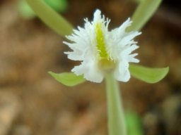 Nervilia crociformis, its all in the lip