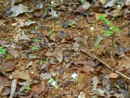 Nervilia crociformis easily trampled