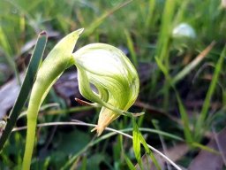 Pterostylis nutans or nodding greenhood, an Australian