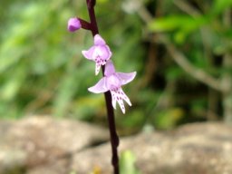 Stenoglottis fimbriata