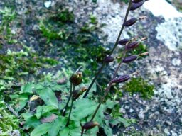 Stenoglottis fimbriata leaves