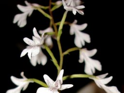 Stenoglottis woodii