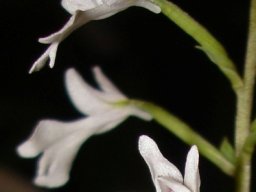 Stenoglottis woodii flowers