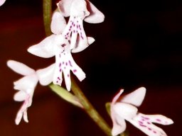 Stenoglottis zambesiaca flowers