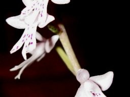 Stenoglottis zambesiaca