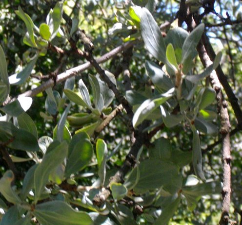 Agelanthus natalitius subsp. zeyheri leaves