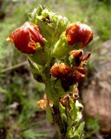 Alectra basutica
