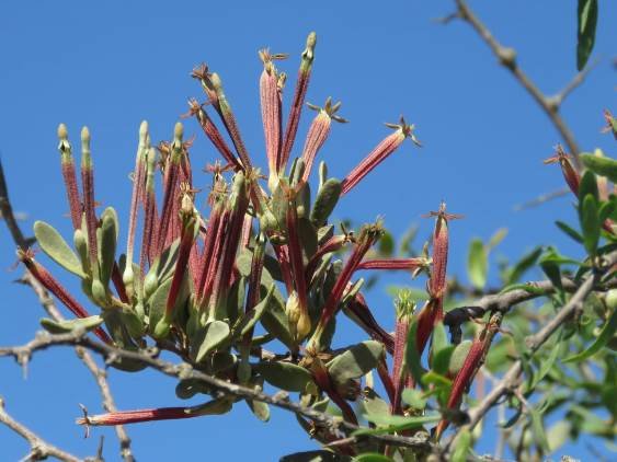 Septulina glauca flowers