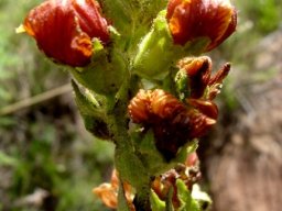 Alectra basutica