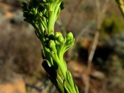 Thesium strictum inflorescence in bud