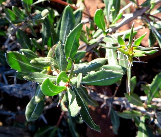 Blepharis capensis young leaves