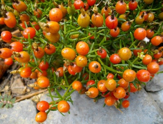 Chironia baccifera and ancient doctrine