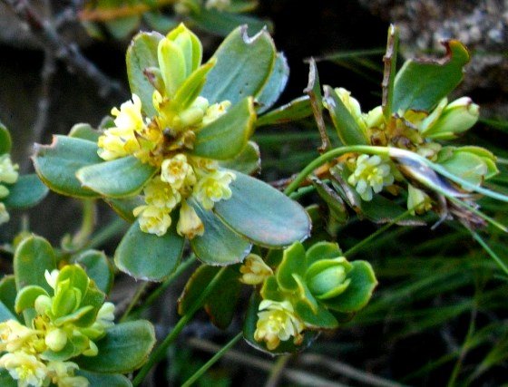 Clutia alaternoides var. alaternoides