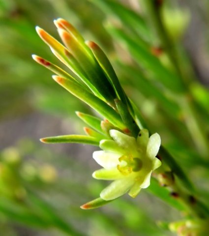 Clutia ericoides busy stem-tip