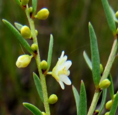Clutia ericoides leaves