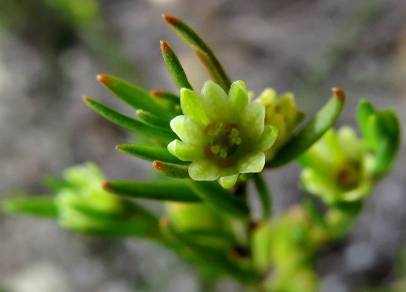 Clutia ericoides when green dominates