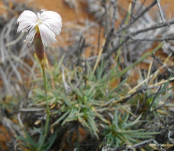Dianthus micropetalus, locally known as grashout