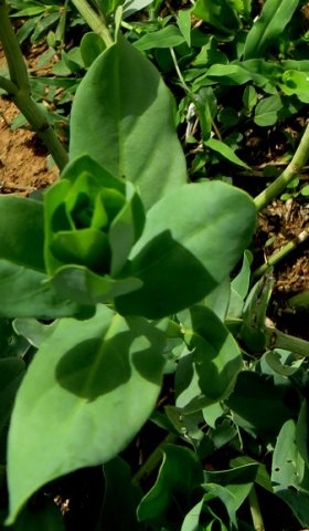 Ecbolium glabratum stem-tip