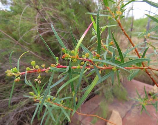 Empleurum unicapsulare