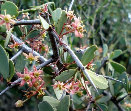 Gloveria integrifolia