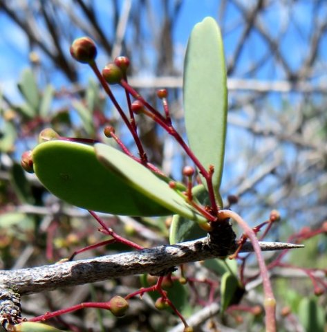 Gloveria integrifolia armed stem-tip