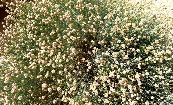 Hermbstaedtia glauca