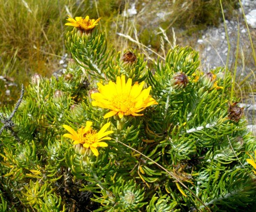 Heterolepis aliena in Fernkloof