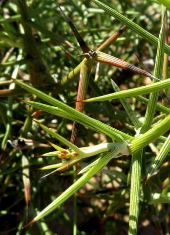 Hoplophyllum spinosum leaves