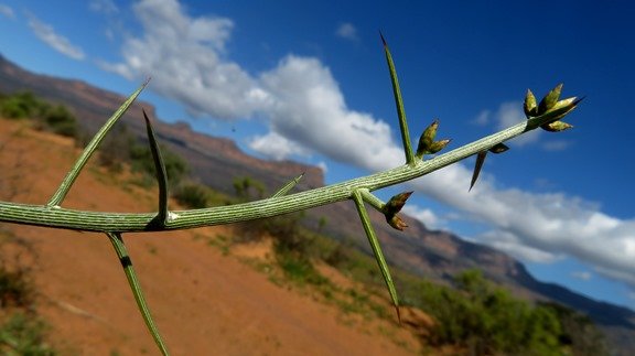 Hoplophyllum spinosum stem-tip
