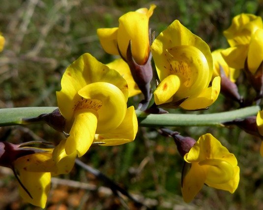 Lebeckia pauciflora flowers