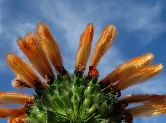 Leonotis ocymifolia flowers from below