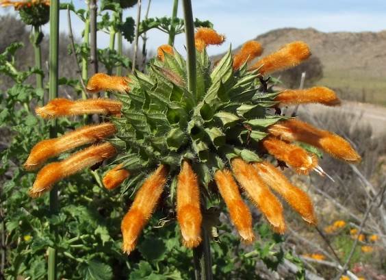 Leonotis ocymifolia flowers from above